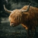 Animals PPT Templates